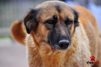 Ράτσα: Ελληνικός Ποιμενικός - Greek Shepherd | Ηλικία: 3 ετών | Φύλο: Θηλυκό | Αρ. Microchip: 9000000000000000000 | Ιδιώτης | Περιοχή: Μαραθώνας, Αττική